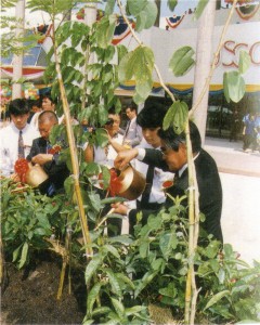 2013年永旺与顾客一起累计植树将达到1,000万棵