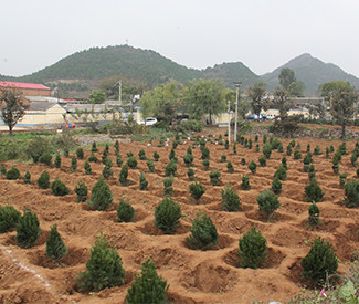 公益财团法人永旺环境财团开展的植树活动